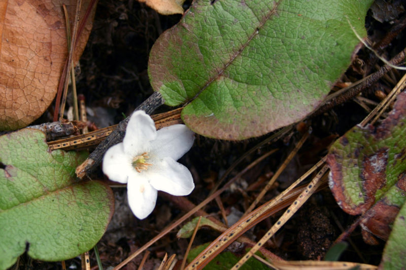 Trailing Arbutus (Mayflower)