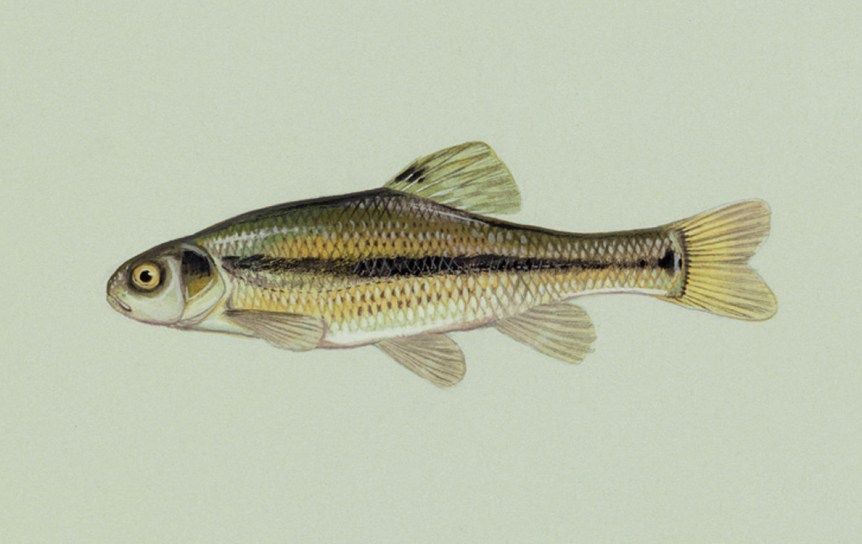 Minnow.wikepedia