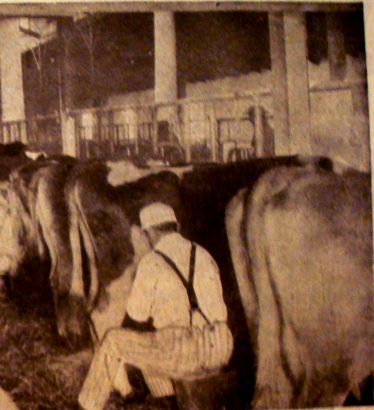 "Broken" cows standing still while being milked. (Photo source: Kimball's Diary Farmer Magazine, December 15, 1911)