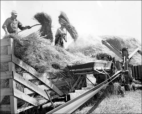 threshing_02