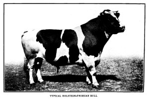 bull.farm.dairy.1908