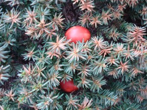 Old-fashioned Easter eggs dyed using onion skins
