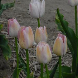 tulip.white.queen