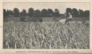 wheat.harvest