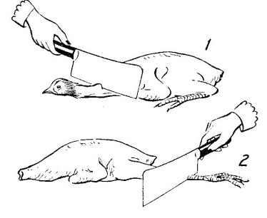 Photo Source: The Wise Encyclopedia of Cookery 