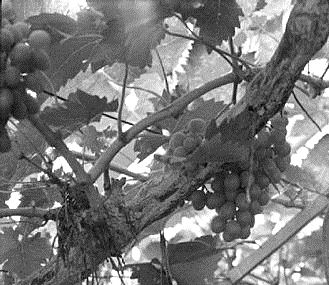 Source: Wikimedia Commons