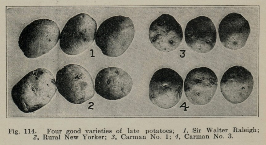 Late Potato Varieties a Hundred Years Ago--Source: Vegetable Gardening (1914)