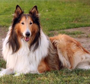 Source: Dog Breeds-Find the Best
