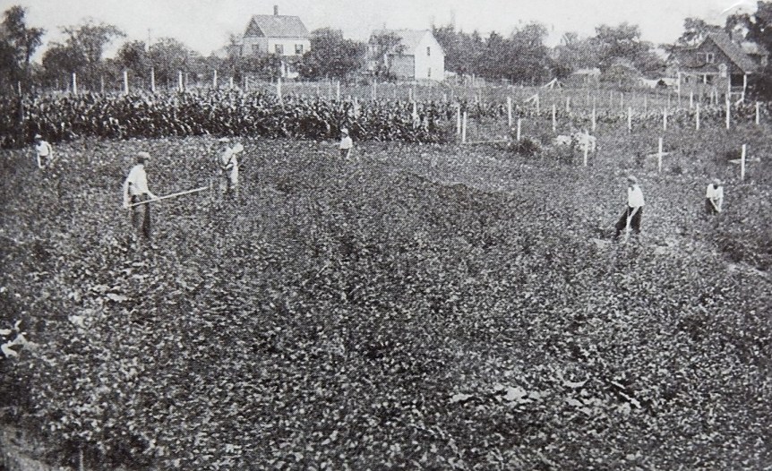 Photo caption: The first year the garden was all corn and potatoes. 