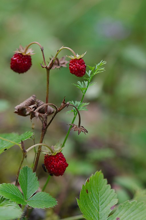 wild strawberry plant