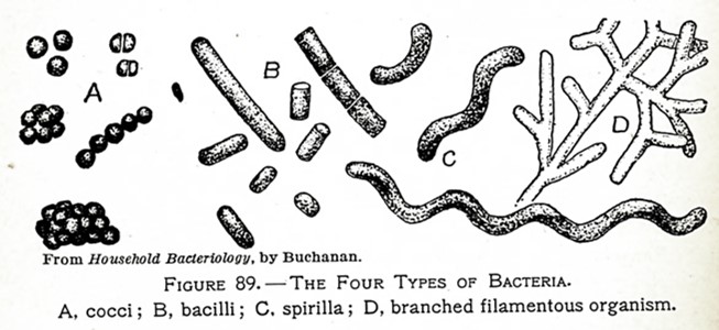 Line drawing of bacteria
