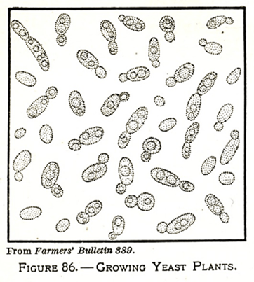Line drawing of yeast