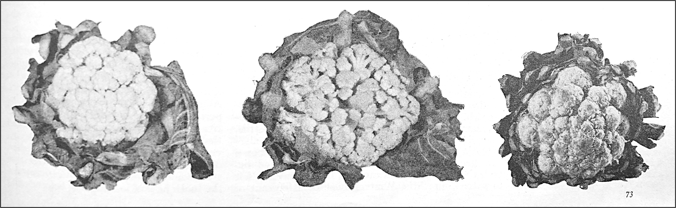 3 heads of cauliflower